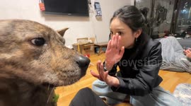 Video shows dog reacting to 'authoritative version of the little bunny'