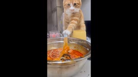 Focused cat uses chopsticks to grab food from bowl in Sichuan, China