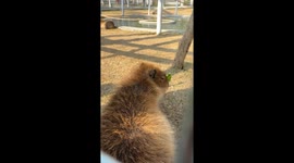 Capybara gets startled from sleep in Guangdong