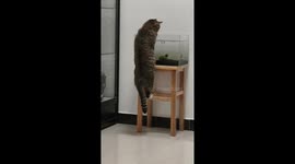 Cat drinks from fish tank in Inner Mongolia