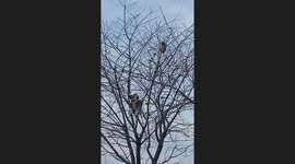 Dog and cat stuck on top of a tree in Dumbrăveni, Romania