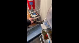 Cat attempts to claw through fridge door in Detroit