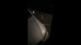 Foxes fighting in the front yard in Leicester, England, UK