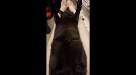 Pet black cat demands massage in Gresham, Oregon, USA
