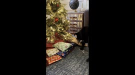 Pet dog excitedly unwraps Christmas gifts in Philadelphia, Pennsylvania, USA