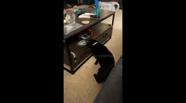 Cat attempts to open locked drawer in Huntington Beach
