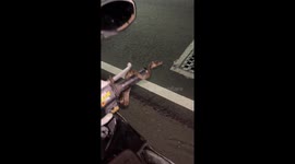 Snake surprises rider in Yogyakarta