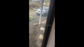 Possum persistently clings to lamb in Waikato, New Zealand