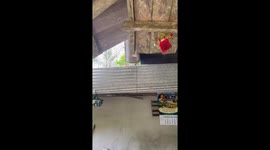 Cat falls from roof after iron sheets slip in Thailand