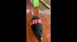 Chubby dog with a Coca-Cola label in San Rafael del Sur, Nicaragua