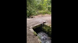 Dog plays with ball in river in Pontevedra, Spain