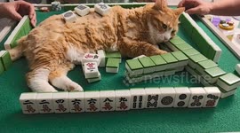 Cat joins mahjong game in Hebei province