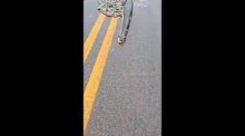 Pregnant anaconda fatally struck on road in Mato Grosso, Brazil