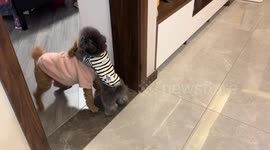 Dog pins down another during play in Jiangsu, China