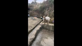 Goat talks back at owner in Guizhou, China