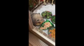 Possum joins Christmas Eve celebration in Ohio, USA