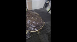 Turtle enjoys a scrub in Gangwon, South Korea