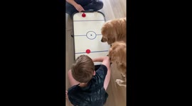 Dogs hilariously try to grab air hockey puck in Austin, Texas, USA