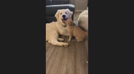 Dog chews cat's tail in funny video