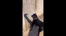 Black dog playfully chases shadow in Hunan, China