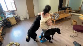 Large dog knocks down woman during playful encounter in Sichuan, China