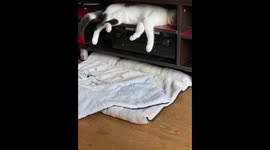 Cat falls from cabinet while dreaming in Sichuan, China