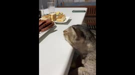 Cat caught staring at food on the table in Manila, Philippines