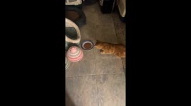 Cat curious about food in Bahrain