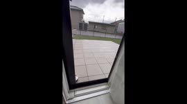 Dogs bump into closed door in Japan