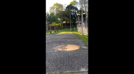 German Shepherd chased by horse in Medellín, Colombia