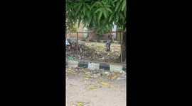 Woman chased by ram in Benin City, Nigeria