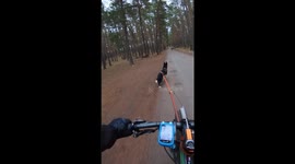 Training bikejoring with a dog interrupted by herd of deer in Poznań, Poland