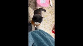 Mischievous cat's playful antics caught on video in Guangdong, China