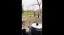 Rooster chases twin toddlers in Henan province, China