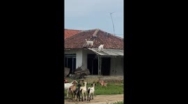 Goats spotted playing on roof in Karawang, Indonesia