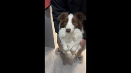 Dog hilariously tries to bite hair dryer in Sichuan, China