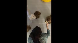 Pet dog hilariously takes huge bite of treat in Seoul, South Korea
