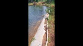 Armadillo rescued from pond in Araguari, Minas Gerais, Brazil