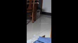 Cat in Jiangsu Province invites owner to play with exaggerated movements