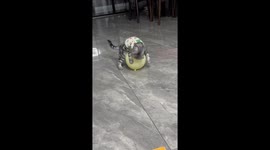 Cat Liu Duole gets confused after balloon pops in Jiangsu province