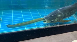 Fish swallows eel, eel exits through gills