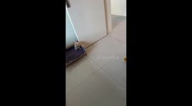 Pet dog overprotects its toy puppy in Hebei, China
