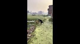 Dog rescued from plastic jar in Mughalsarai, India