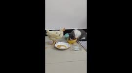 Chicken and cat fight over food in Gansu, China