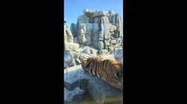 Two tigers fight in Heilongjiang, China