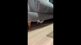 Dog hides inside sofa hole, leaving owners surprised in Toledo, Brazil