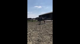 Rider falls off horse after failed jump attempt in Grimbergen, Belgium