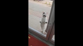 Cat offers mouse as gift to owner in Tianjin, China