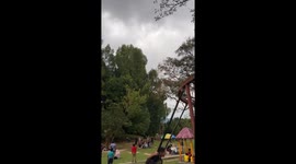 Monkeys leap from tall tree to small tree in Taiping, Malaysia