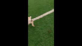 Dog gets tangled in goal net while playing on football field in Minas Gerais, Brazil